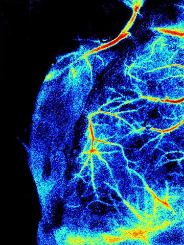 细胞生物学实验