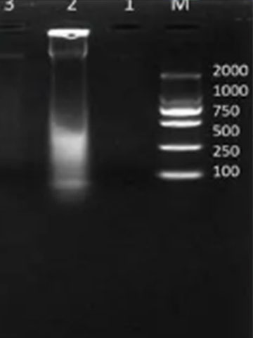 分子生物学实验